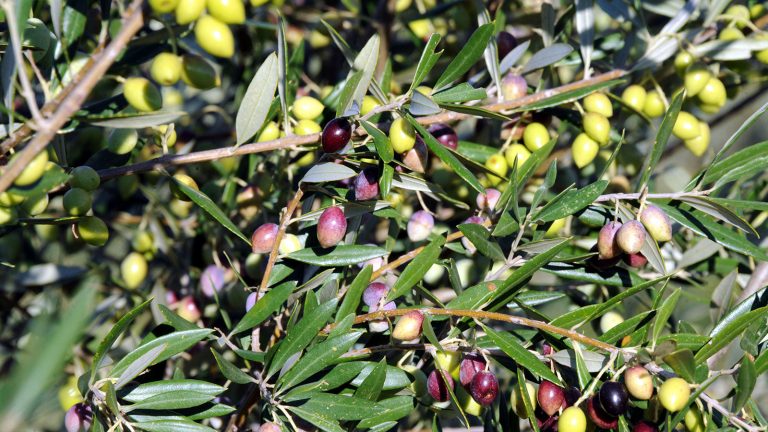 Ηράκλειο: «Λαδοποντικοί» σαρώνουν τη σοδειά – Ανήσυχοι οι ελαιοπαραγωγοί