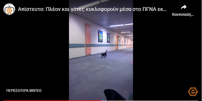 Αλεξανδρούπολη: Εικόνες ντροπής με περιστέρια και γάτες μέσα στο Πανεπιστημιακό Νοσοκομείο