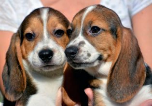 Μαγνησία: Έβαλαν έντεκα  κουτάβια σε γλάστρα για να πεθάνουν από ασφυξία