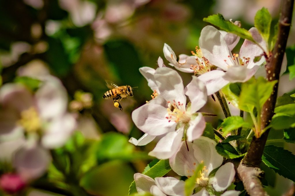 Μήλα: Αποτελεσματικές στην επικονίαση και οι άγριες μέλισσες