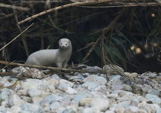 Κηφισός: Εντοπίστηκε μινκ να κολυμπά στο ποτάμι [εικόνες]