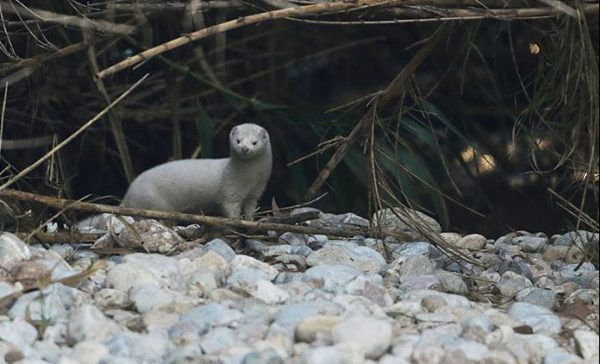 Κηφισός: Εντοπίστηκε μινκ να κολυμπά στο ποτάμι [εικόνες]
