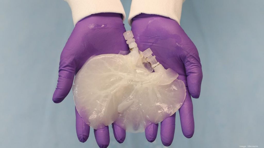 Μεταμοσχεύσεις: Αλχημιστές της βιολογίας μετατρέπουν όργανα ζώων σε ανθρώπινα