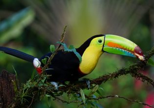 Σύνοδος για τη Βιοποικιλότητα: Μπορεί να γίνει καταφύγιο το ένα τρίτο του πλανήτη;