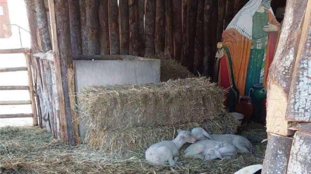 Βόλος: Εισαγγελική παρέμβαση για τα ζωντανά ζώα στις φάτνες – Επιμένει ο Μπέος