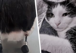 Με τη βοήθεια της επιστήμης ο γάτος Πάουλι κατάφερε να περπατήσει ξανά