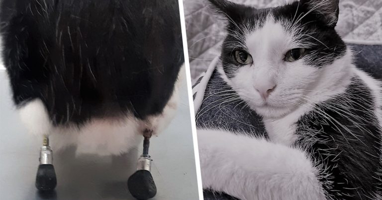 Με τη βοήθεια της επιστήμης ο γάτος Πάουλι κατάφερε να περπατήσει ξανά