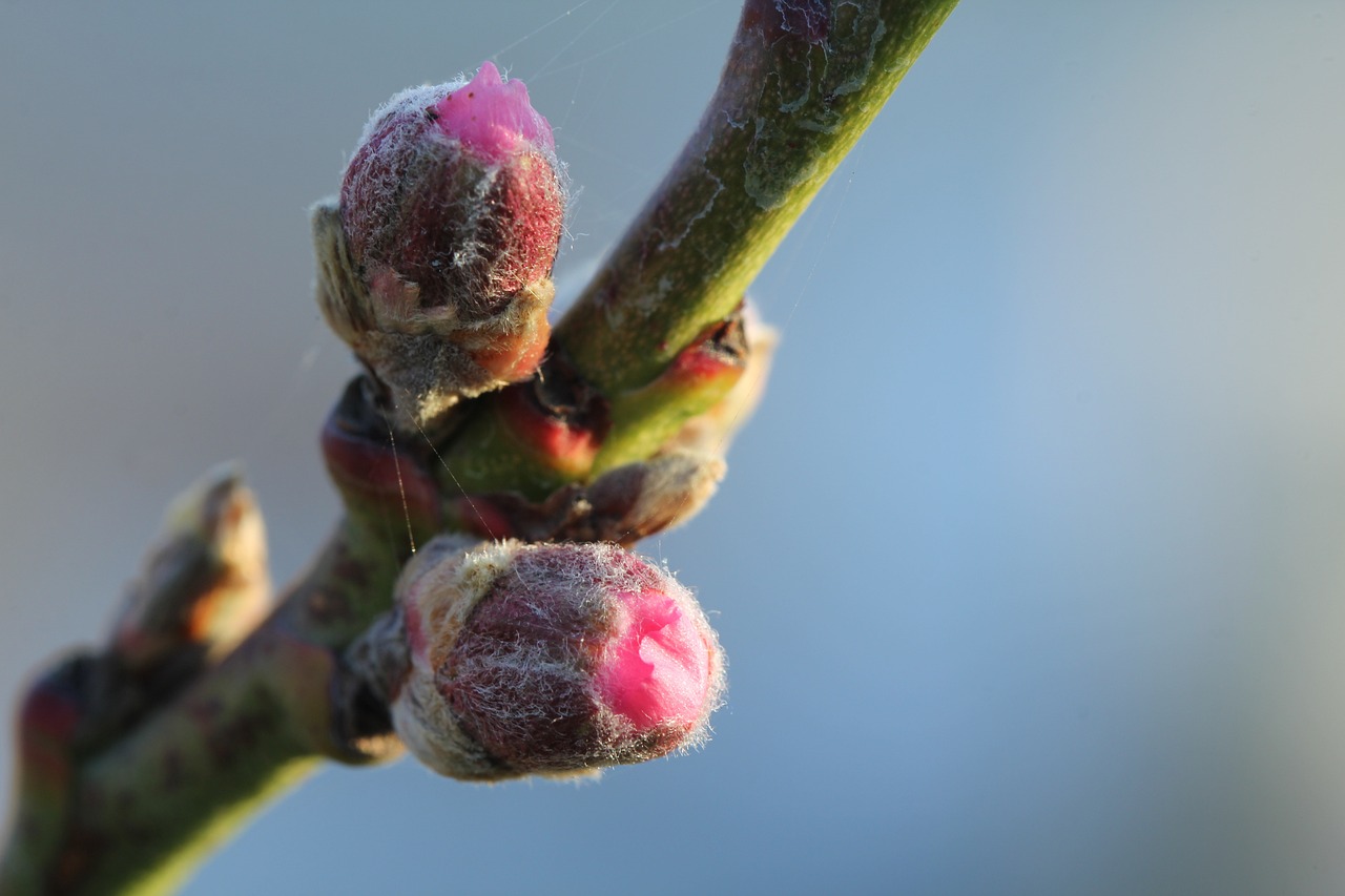 Οπωροφόρα: Τι προκαλεί ο «ζεστός» Δεκέμβριος στις καλλιέργειες