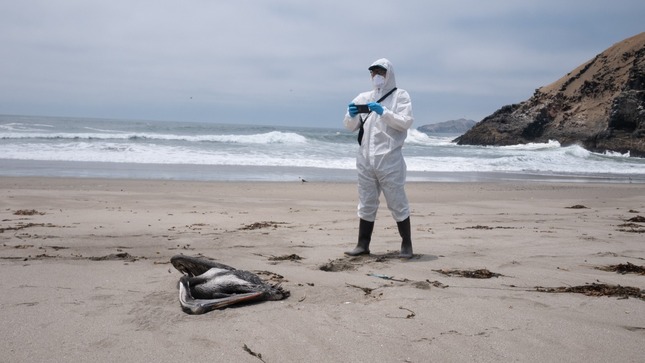 Γρίπη των πτηνών: Σχεδόν 22.000 θαλασσοπούλια νεκρά στο Περού – Ανησυχία εκφράζει ο ΟΗΕ