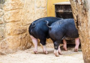 Χοιρινό κρέας: Αρνητικό το κλίμα και το 2023