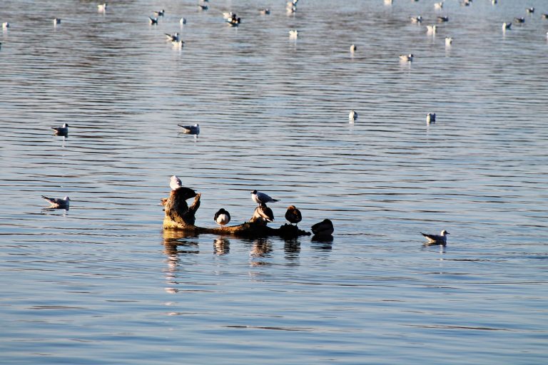 Γρίπη των πτηνών: Ανησυχία για τη ραγδαία αύξηση των κρουσμάτων
