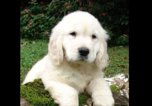 Λος Άντεζελες: Έρευνα για καταφύγιο ζώων – Εκαναν ευθανασία σε κουτάβι 3 μηνών