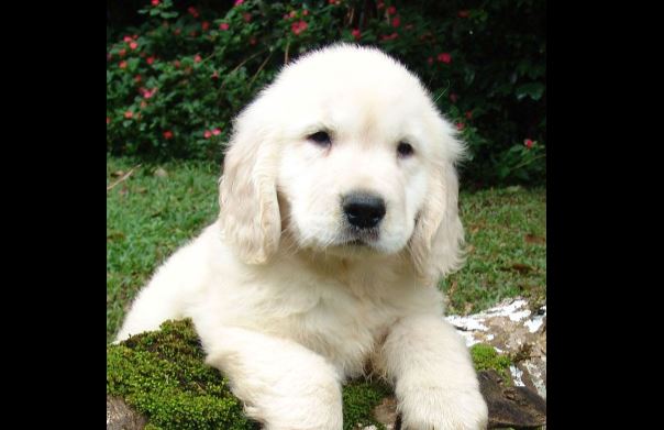 Λος Άντεζελες: Έρευνα για καταφύγιο ζώων – Εκαναν ευθανασία σε κουτάβι 3 μηνών