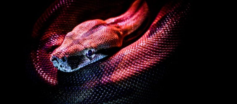 Τα φίδια έχουν κλειτορίδα: Oι επιστήμονες ξεπερνούν ένα ταμπού γύρω από τα γυναικεία γεννητικά όργανα