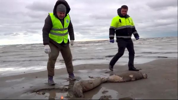 Ρωσία: Μυστήριο με τις 2.500 φώκιες που βρέθηκαν νεκρές σε όχθες της Κασπίας Θάλασσας