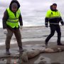 Ρωσία: Μυστήριο με τις 2.500 φώκιες που βρέθηκαν νεκρές σε όχθες της Κασπίας Θάλασσας