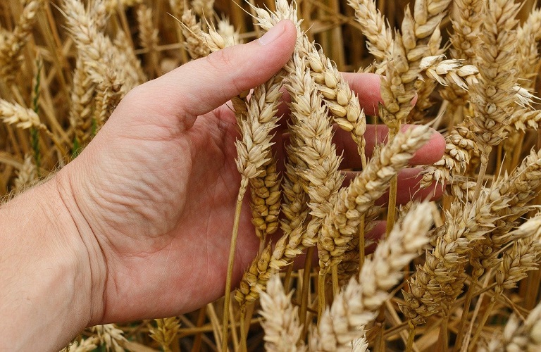 FAO: Ποιες είναι οι προβλέψεις για την παγκόσμια παραγωγή δημητριακών