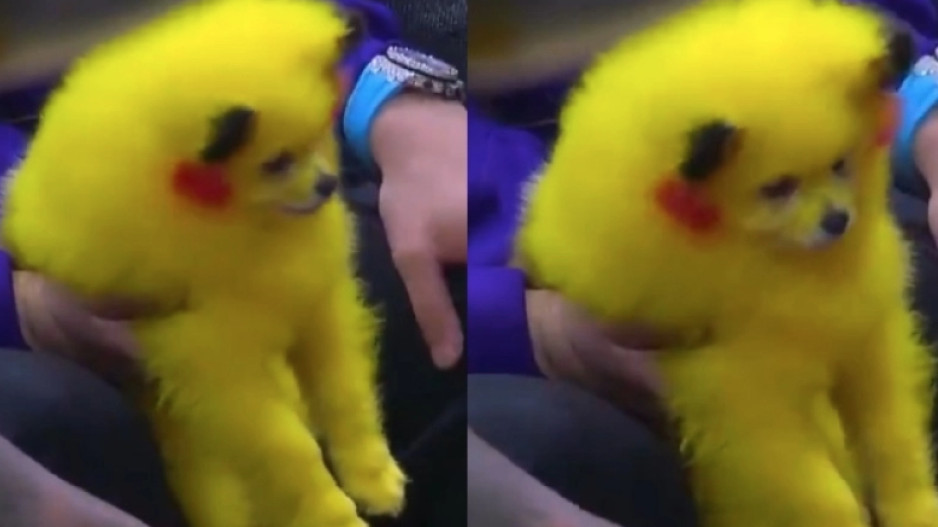 Απίστευτο: Ανεγκέφαλος έβαψε το σκυλί του κίτρινο για να μοιάζει με τον Πίκατσου