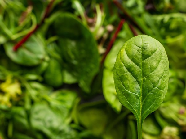 Παραισθησιογόνο και τοξικό σπανάκι προκαλεί ανησυχία στην Αυστραλία