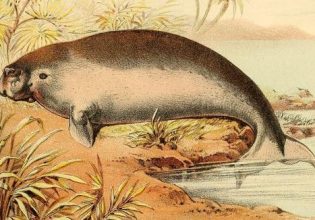 Η αγνοούμενη θαλάσσια αγελάδα που θα μπορούσε να είχε σώσει τα δάση των φυκιών