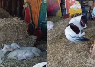 Δήμος Βόλου: Ο Μπέος κακομεταχειρίζεται ζώα για να κάνει φιγούρα με τον χριστουγεννιάτικο στολισμό