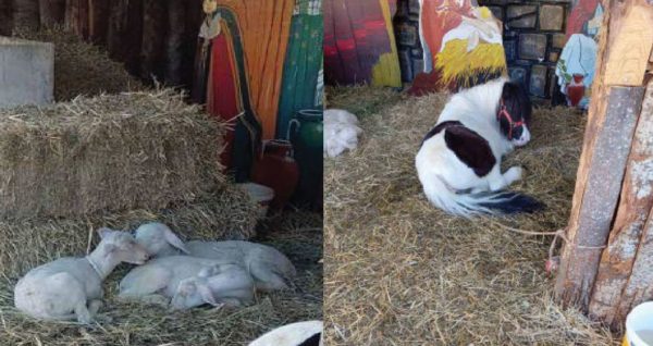 Δήμος Βόλου: Ο Μπέος κακομεταχειρίζεται ζώα για να κάνει φιγούρα με τον χριστουγεννιάτικο στολισμό