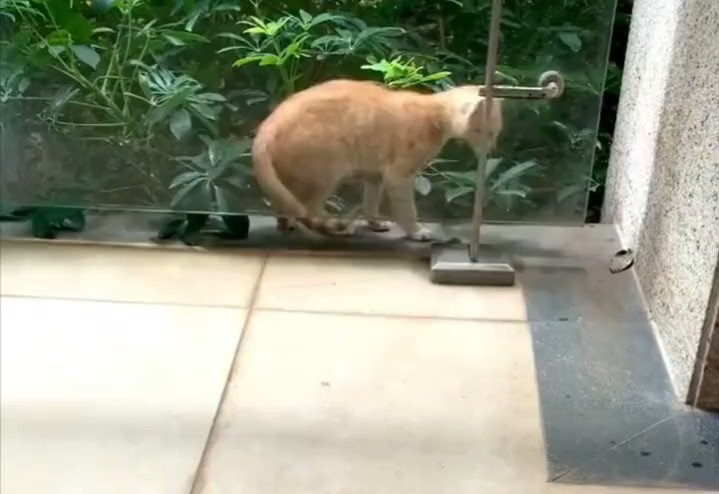Γάτα: «Κλωνοποιείται» ενώ μπαίνει σε σπίτι – Απίστευτο βίντεο