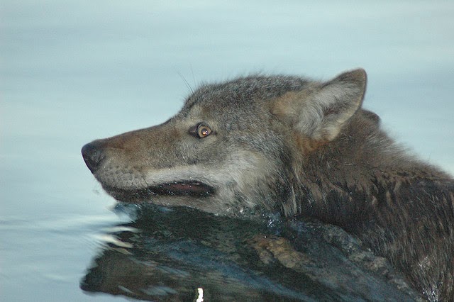 Μαγνησία: Μια απρόσμενη συνάντηση - Λύκος κολυμπούσε δίπλα σε ψαράδες στον Παγασητικό
