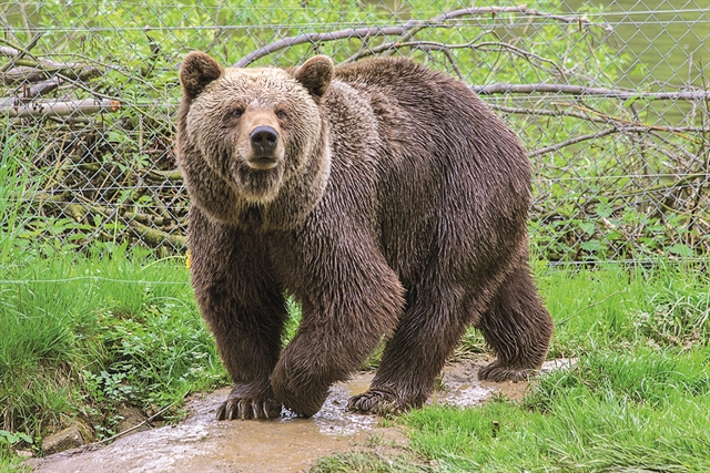 Κλιματική αλλαγή: Αγρυπνες οι αρκούδες λόγω του θερμού χειμώνα