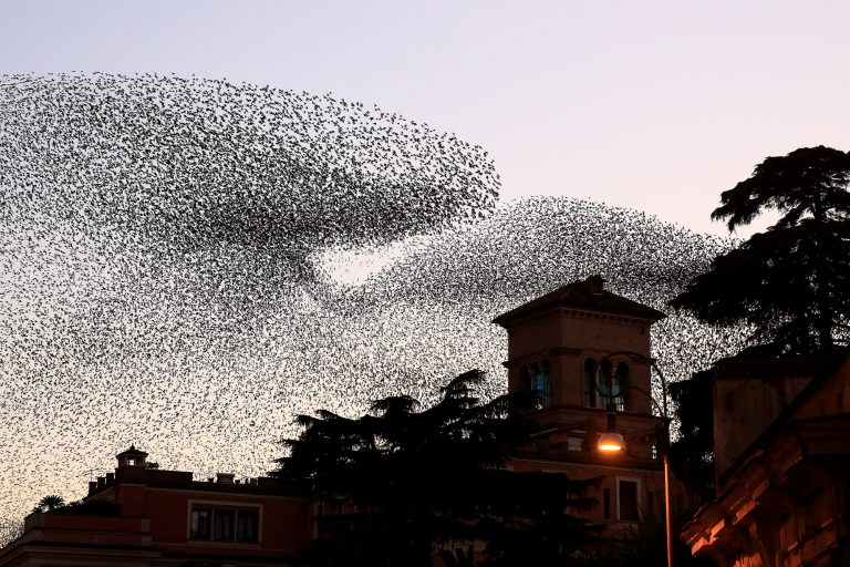«Η φύση είναι η τέχνη του Θεού»: Εντυπωσιακά σμήνη από ψαρόνια κάλυψαν τον ουρανό της Ρώμης