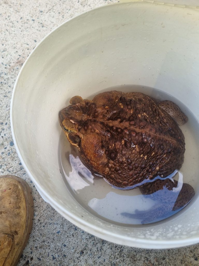 Giant cane toad ‘Toadzilla’ shocks Australian park rangers