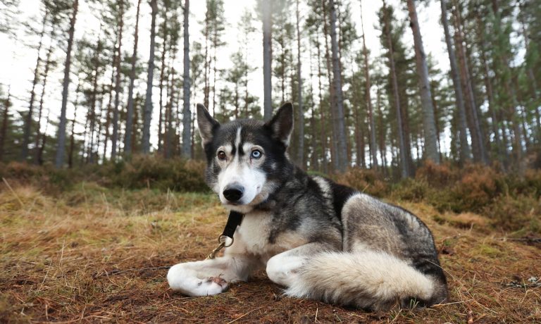 Κορυδαλλός: Αναζητείται άνδρας που βασανίζει αδέσποτα – Στη δημοσιότητα η επικήρυξη