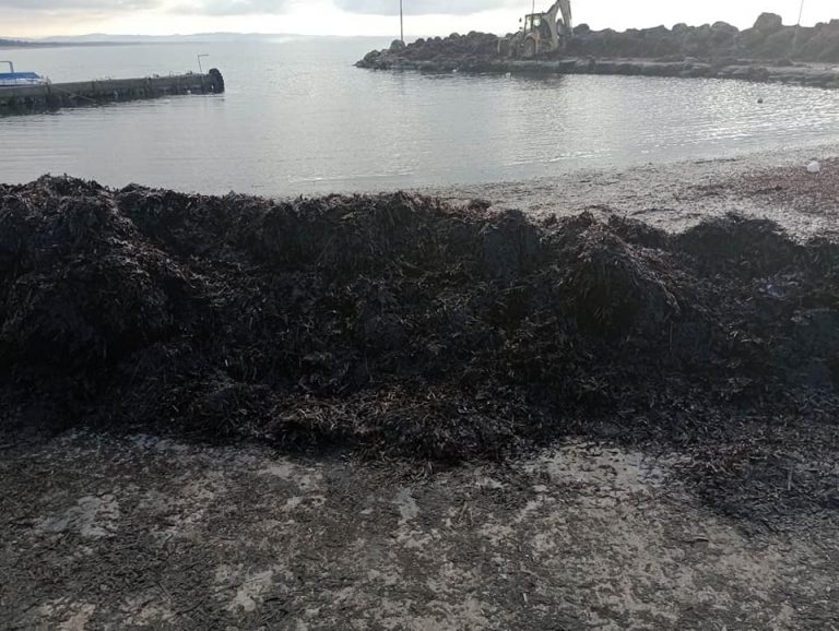 «Πνίγηκε» από τα φύκια το λιμανάκι της Γλύφας