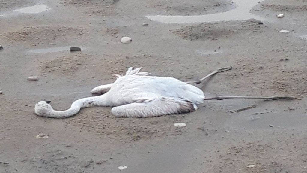 Μεσολόγγι: Πυροβόλησαν φλάμινγκο και άλλα πτηνά στη Λιμνοθάλασσα