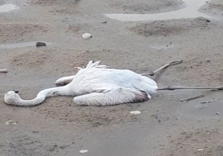 Μεσολόγγι: Πυροβόλησαν φλαμίνγκο και άλλα πτηνά στη Λιμνοθάλασσα
