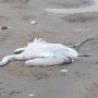 Μεσολόγγι: Πυροβόλησαν φλαμίνγκο και άλλα πτηνά στη Λιμνοθάλασσα