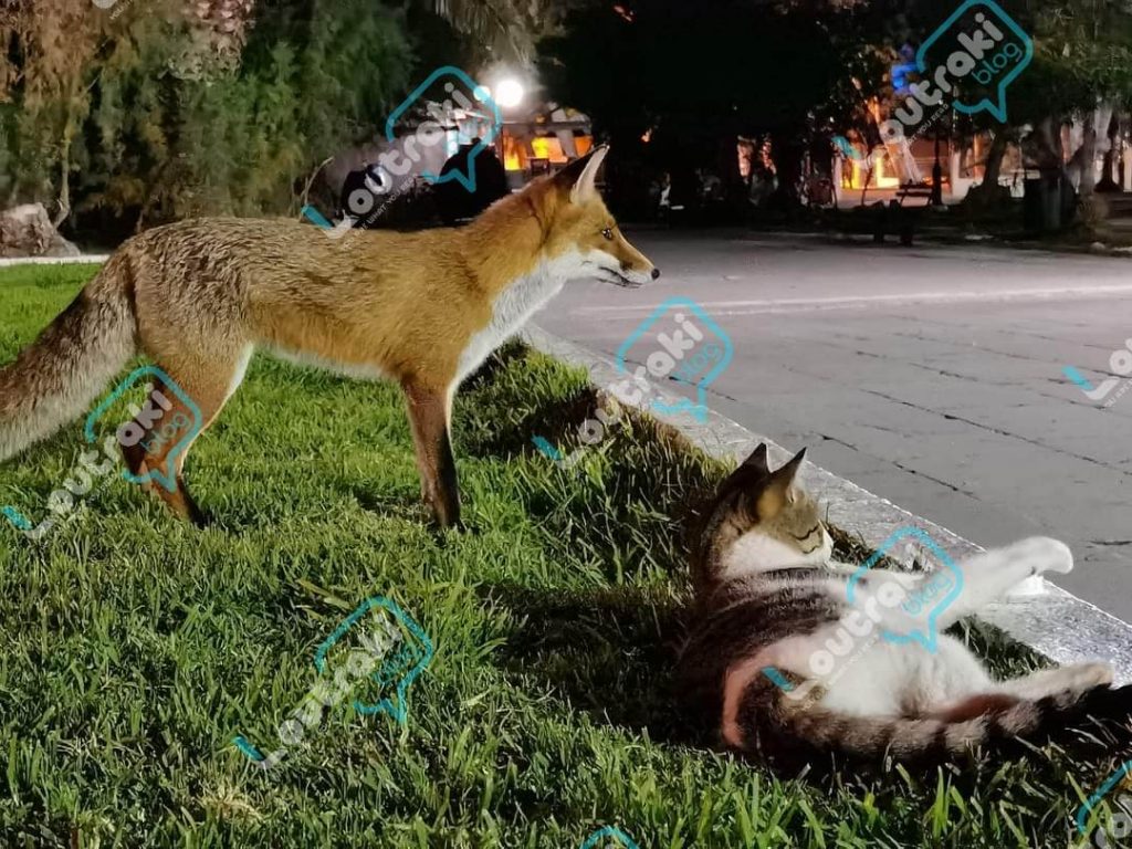 Λουτράκι: Αχώριστες φίλες – Γάτα και αλεπού αράζουν στο παραλιακό πάρκο