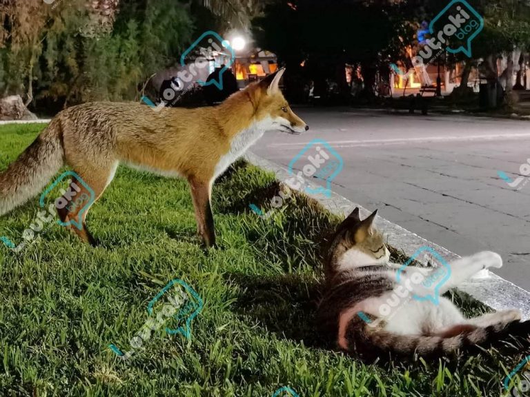 Λουτράκι: Αχώριστες φίλες – Γάτα και αλεπού αράζουν στο παραλιακό πάρκο