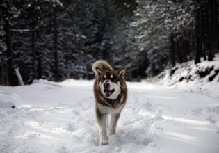 Καιρός: Χιόνια σε Ήπειρο, Τρίκαλα και στην Αρχαία Ολυμπία – Δείτε εικόνες