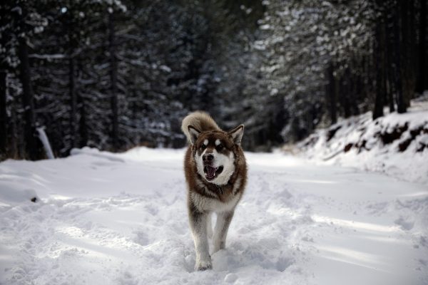 Καιρός: Χιόνια σε Ήπειρο, Τρίκαλα και στην Αρχαία Ολυμπία – Δείτε εικόνες