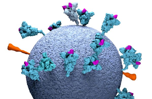 Κοροναϊός: Εντοπίστηκαν «υπερ-αντισώματα» αποτελεσματικά ενάντια σε όλες τις παραλλαγές