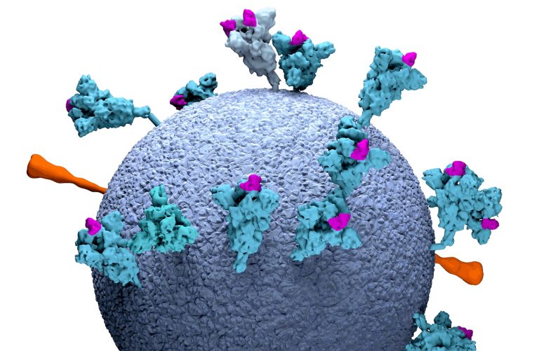 Κοροναϊός: Εντοπίστηκαν «υπερ-αντισώματα» αποτελεσματικά ενάντια σε όλες τις παραλλαγές