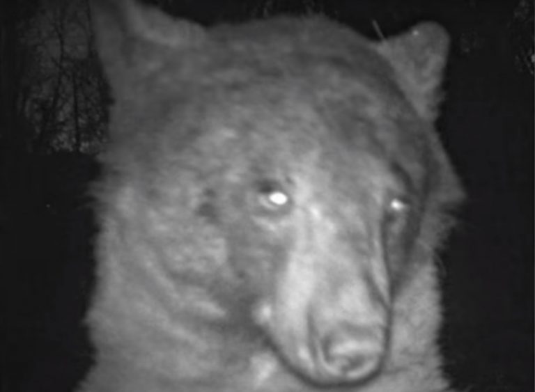 Αρκούδα: Εθισμένη στις selfies – Έβγαλε πάνω από 400 φωτογραφίες σε πάρκο