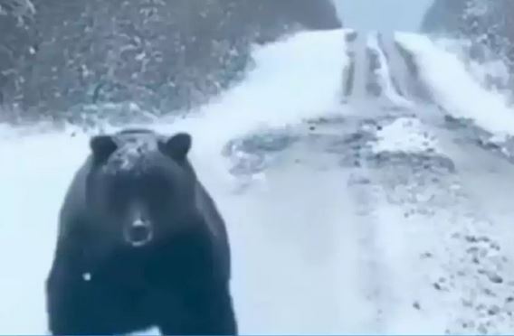 Πέλλα: Παλιές οι φωτογραφίες της αρκούδας που ισχυρίστηκε ότι συνάντησε οδηγός