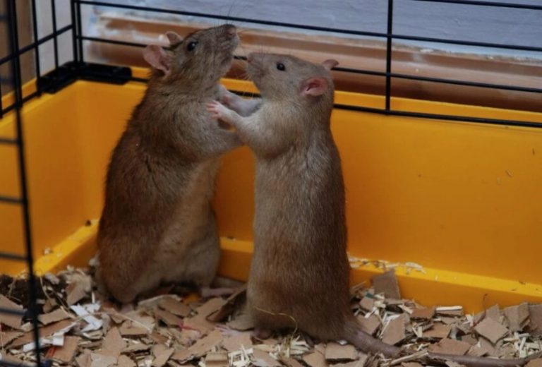 Μελέτη: Πώς θα προκαλέσετε κατάθλιψη σε ένα κυρίαρχο αρσενικό