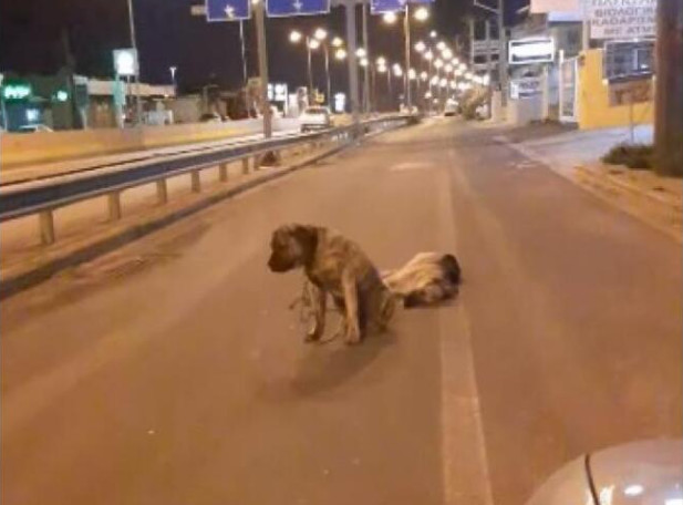 Κρήτη: Συγκινεί σκύλος που θρηνεί τον τετράποδο φίλο του - Δεν τον εγκατέλειψε