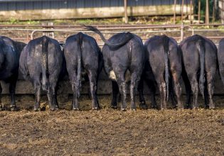 Μπιλ Γκέιτς: Επένδυση σε startup για να μειωθεί το μεθάνιο των αγελάδων