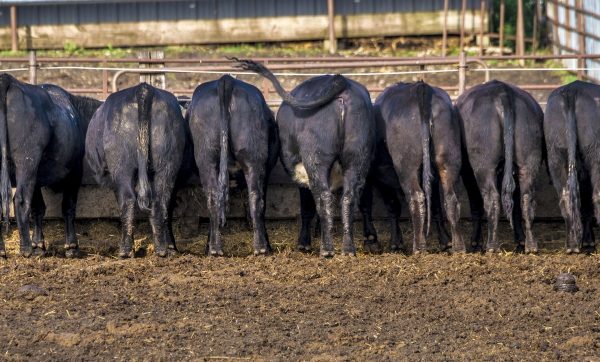 Μπιλ Γκέιτς: Επένδυση σε startup για να μειωθεί το μεθάνιο των αγελάδων