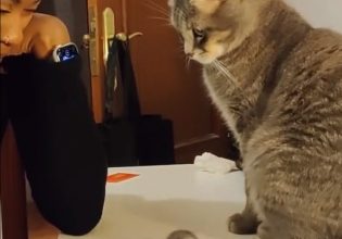 Γάτα: Στέλνει… σήματα Mors στην ιδιοκτήτριά της