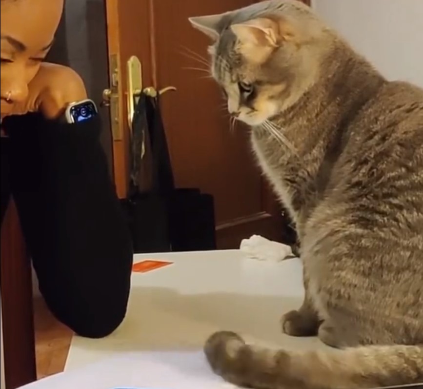 Γάτα: Στέλνει… σήματα Mors στην ιδιοκτήτριά της